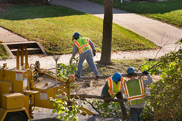 Large Tree Removal in Blacksburg, VA